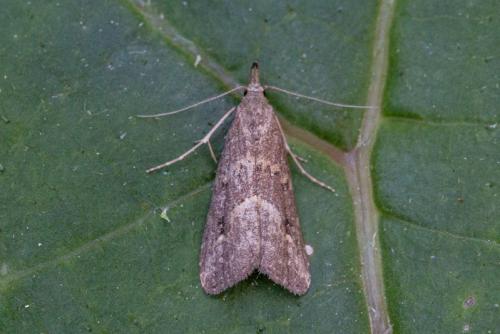 Schrankia costaestrigalis